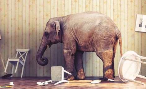 Elephant in the room image