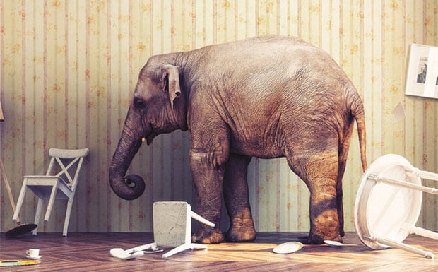 Elephant in the room image