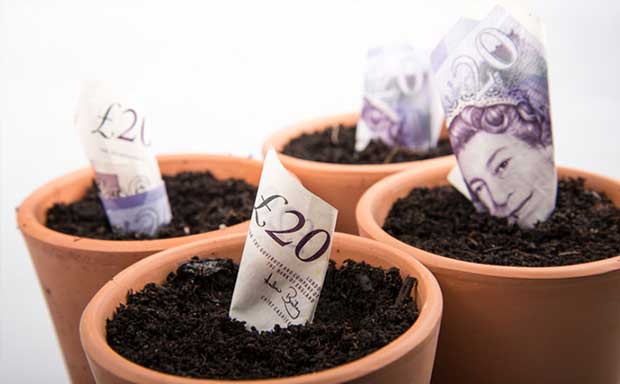 Growing money in pots image