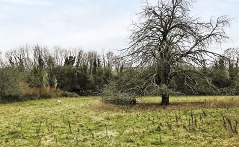 Symonds & Sampson auction lot image