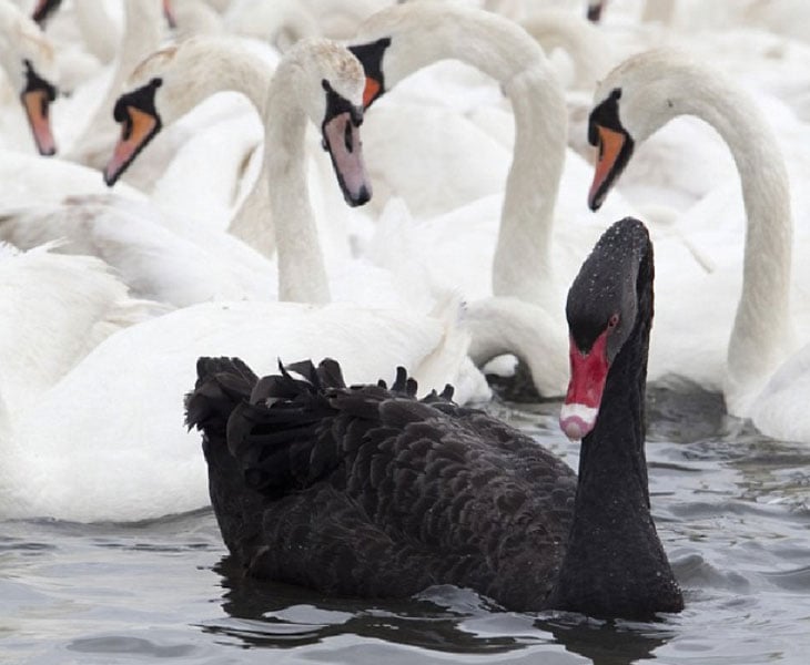 covid-19-a-black-swan-event-the-negotiator