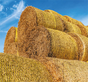 Link to Kate Faulkner