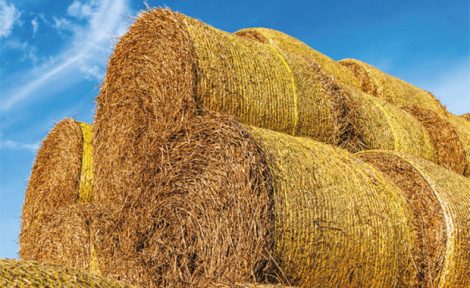 Link to Kate Faulkner