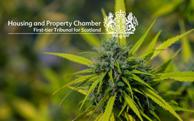tribunal cannabis plant image