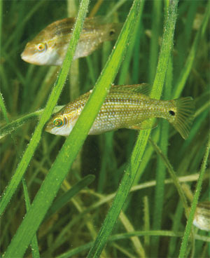 Hamptons fundraising image