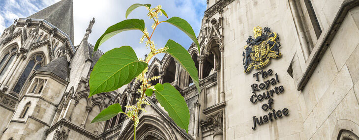 high court knotweed