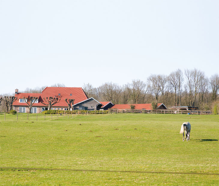 Paddock image