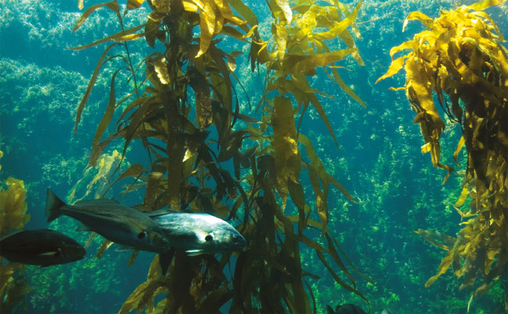 Leaders Romans Group sustainability image