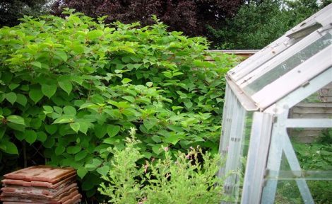 Japanese Knotweed can be seen invading a garden fence of a home in the UK, making its way towards a green house.