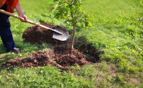 A man can be seen planting a tree as part of a reforestation programme.