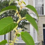 House with Knotweed