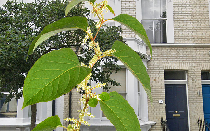 House with Knotweed