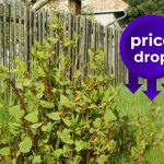 Japanese knotweed price drops