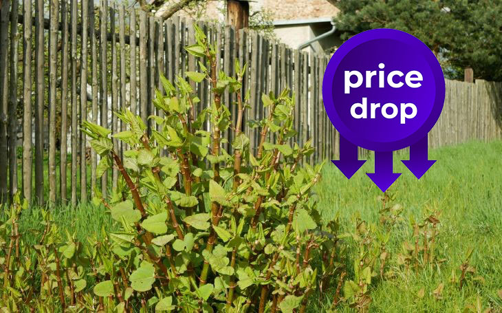 Japanese knotweed price drops