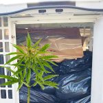 Cannabis fine