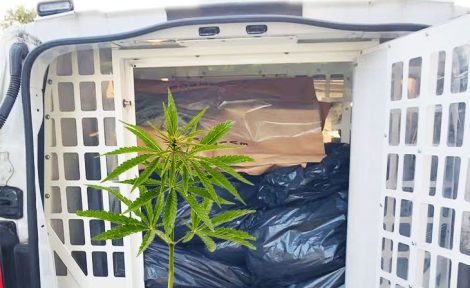 Cannabis fine