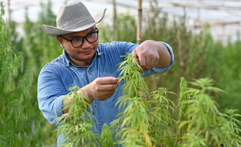 Cannabis farm