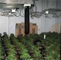cannabis factory image