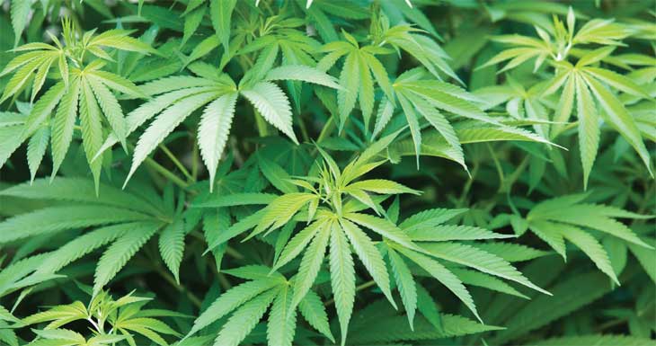 cannabis image