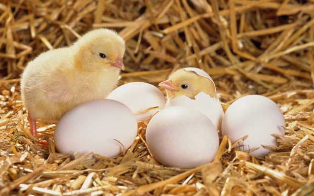 hatching chicks image