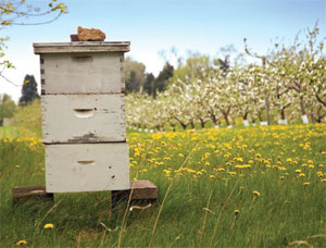 Beehive image